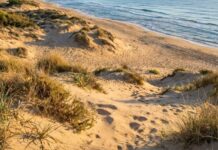 Restauración dunar de l’Auir Restauración dunar de l’Auir