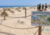 Gandia blinda las dunas de l’Auir chorlitejo patinegro