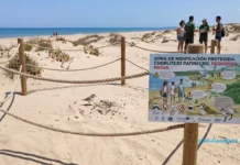 Gandia blinda las dunas de l’Auir chorlitejo patinegro
